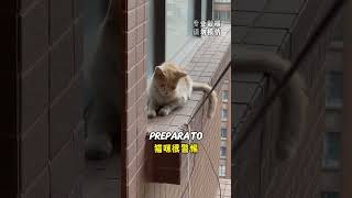 Salvare un Gatto dal Saltare da un Edificio di 30 Piani 💔 [upl. by Ahseekat]