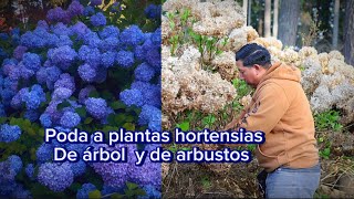 Cómo podar las plantas hortensias de árbol y de arbustos fácil [upl. by Kendrick]