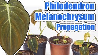 How To Propagate Philodendron Melanochrysum [upl. by Yesnyl]