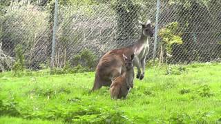 Western Grey Kangaroo Joey Paignton Zoo 15th August 2014 [upl. by Ynahirb]