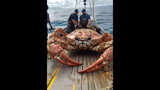 Giant Sea Monsters Caught by Fishermen 🐙🎣GiantSeaCreatures FishingDiscoveries OceanMysteries [upl. by Clabo]