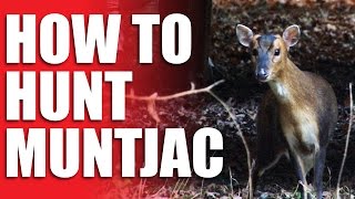 How to Hunt Muntjac [upl. by Oiligriv536]