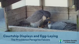 Peregrine Falcon Courtship Displays and EggLaying  March 1829 2022  Providence Rhode Island [upl. by Manley]