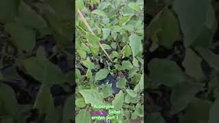 Aubergine 🍆🍆🍆 Selbst ernten part 1 [upl. by Ajit]