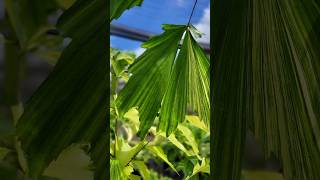 Caryota mitis variegata [upl. by Gwendolyn563]