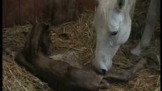 Naissance poulain Lovely ladys brand new born Colt [upl. by Adriano]