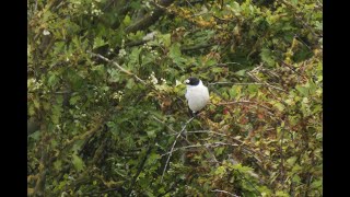 Collared Flycatcher Kilnsea East Yorkshire 4524 [upl. by Pandolfi]