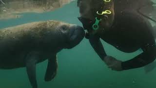 Manatees Swim Snorkel and Boat Day Tour from Orlando by Gray Line Orlando manatee sightseeing [upl. by Helfand]