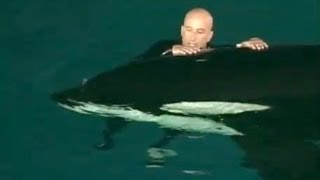 Caught on tape Whale nearly drowns SeaWorld trainer [upl. by Anomas318]