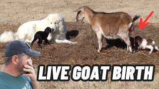 GUARD DOG PROTECTING MOMMA GOAT DURING LIVE BIRTH CAUGHT ON CAMERA [upl. by Carolan]