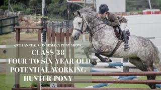 Class Thirty Eight 4 to 6 Year Old Working Hunter Connemara Pony  98th Annual Connemara Pony Show [upl. by Ahsyla]