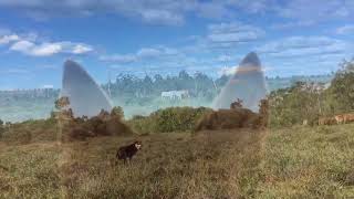 Working Kelpies Mustering [upl. by Anivlek]