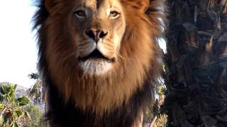 Amazing Lion Roar up close [upl. by Arratahs]