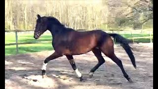 3yo Fynch Hatton X Florencio I mare 163 cm now ru [upl. by Ambrogio]