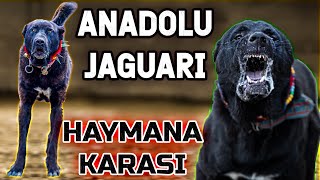 YIKIM TİMİ HAYMANA KARALARI  Haymanalı Nuro ve 70 Yıllık Haymana Karaları [upl. by Nuncia]