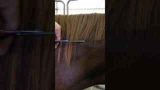 How To Shorten The Mane Without Pulling It [upl. by Wattenberg]