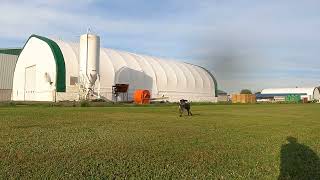 Puppy deutsch drahthaar training  100 yard field blind [upl. by Pell709]