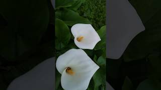 בת קלה חבשית Zantedeschia aethiopica [upl. by Aehsel511]