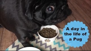 A day in the life of a Pug [upl. by Bernard]