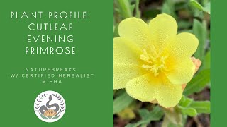 Cutleaf Evening Primrose Identification amp Medicinal Uses [upl. by Orteip]