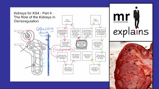 mr i explains Kidneys for KS4  Part 4 The Role of Kidneys in Osmoregulation [upl. by Cohen]