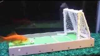 Trained Goldfish Plays Soccer [upl. by Ullund]