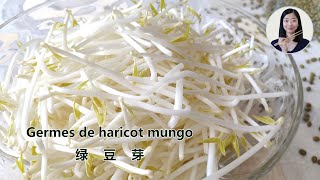 Faire ses propres germes de haricot mungo en 7 jours 🌱 germes de soja  自发绿豆芽 [upl. by Artinek]