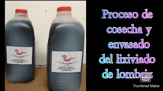 PROCESO DE COSECHA DE LIXIVIADO DE LOMBRIZ [upl. by Claretta]