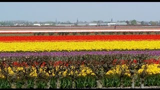 Keukenhof Holland  quotTulpen uit Amsterdamquot  Lisse  2013 [upl. by Ttenaej543]