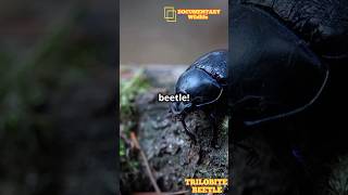 Trilobite Beetle Ancient Marvel of the Insect World [upl. by Nuahs]