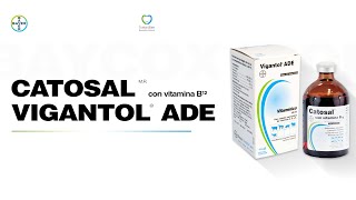 En Voz Del Experto Bayer Uso de Catosal y Vigantol ADE para mejorar la fertilidad y producción [upl. by O'Brien]