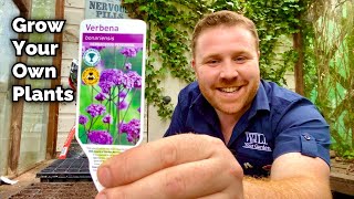 How To Grow Your Own Plants From SEED  Verbena Bonariensis [upl. by Eldorado]