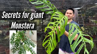 SECRETS FOR GIANT MONSTERA [upl. by Fauman376]