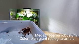 Rehousing tarantula Megaphobema robustum to bioactive vivarium [upl. by Elleinahc]