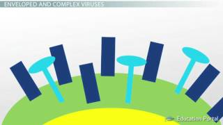 Shapes of a Virus Helical Icosahedral Prolate Complex Enveloped Video Lesson Transcript [upl. by Dirk]