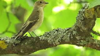 European Pied Flycatcher perching taking off [upl. by Aleak]