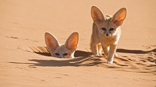 Worlds Smallest Wild Dog  Dogs in the Wild Meet The Family  BBC Earth [upl. by Rushing]