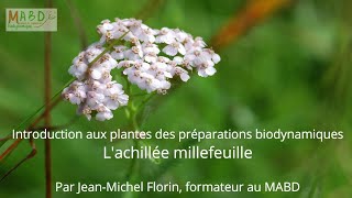 Introduction aux plantes des préparations biodynamiques  lachillée millefeuille – MABD [upl. by Drawyeh]