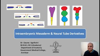 Intraembryonic Mesoderm and Neural Tube [upl. by Ikilisav]