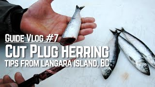 Guide Vlog 7 Cut Plug Salmon Fishing at Langara Island BC [upl. by Angelico]