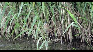 Zwergdommel fängt und futtert Fisch in Zeitlupe Ixobrychus minutus little bittern eating slowmotion [upl. by Pooh276]