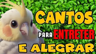 1 hora de Assobios para treinar a sua calopsita  Calopsita cantando [upl. by Alehcim950]