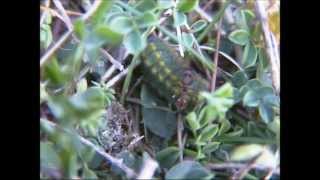 Adonis Blue Butterfly Polyommatus Lysandra bellargus Larva with Red Ants Myrmica sabuleti [upl. by Chancelor624]