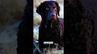 Meet the First Retrieving Breed  Curly Coated Retriever [upl. by Isolt]