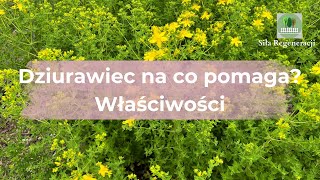 Dziurawiec na co pomaga  właściwości [upl. by Yeneffit418]