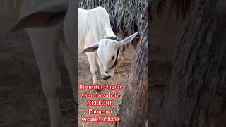 Beautiful Ongole Cow Age 25 years for sale in NELLORE Phone no 63012 95835 [upl. by Annonyw586]