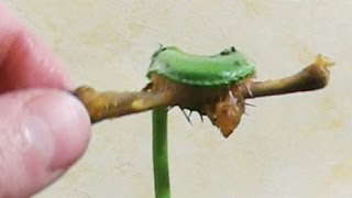 Carnivorous Plant fly trap Eats CHICKEN [upl. by Grosberg]