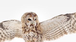 WGU Owl Commercial “Air Quotes” [upl. by Estey]