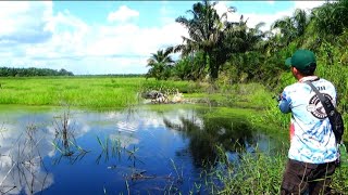 DARI IKAN SAMPAI BURUNG SEMUA NYA MENGEJAR UMPAN INI ‼️ [upl. by Fabiola]