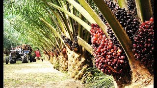 Asia Oil Palm Farm and Harvest  Oil Palm Cultivation Technology [upl. by Honey370]